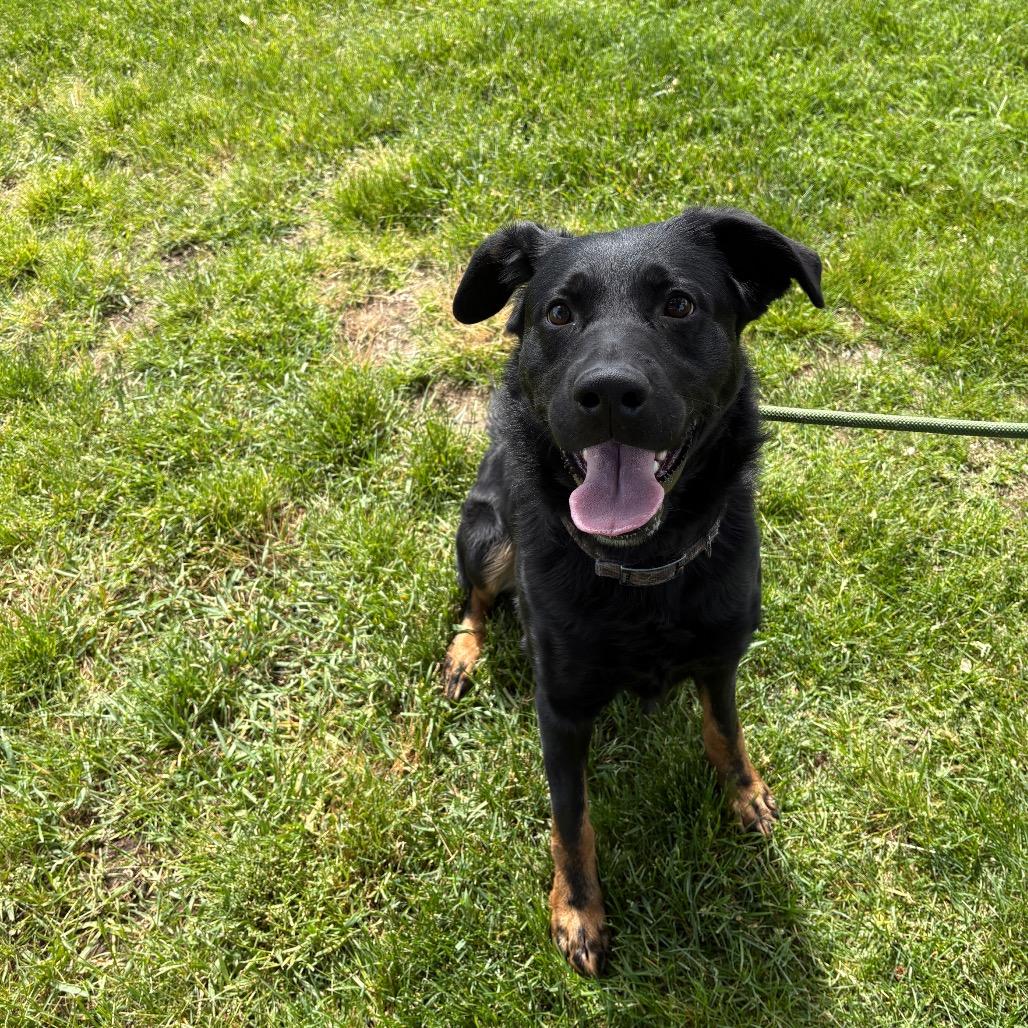 Enlarge Smokey, a Adoptable mixed breed in Spokane, WA image 2/6