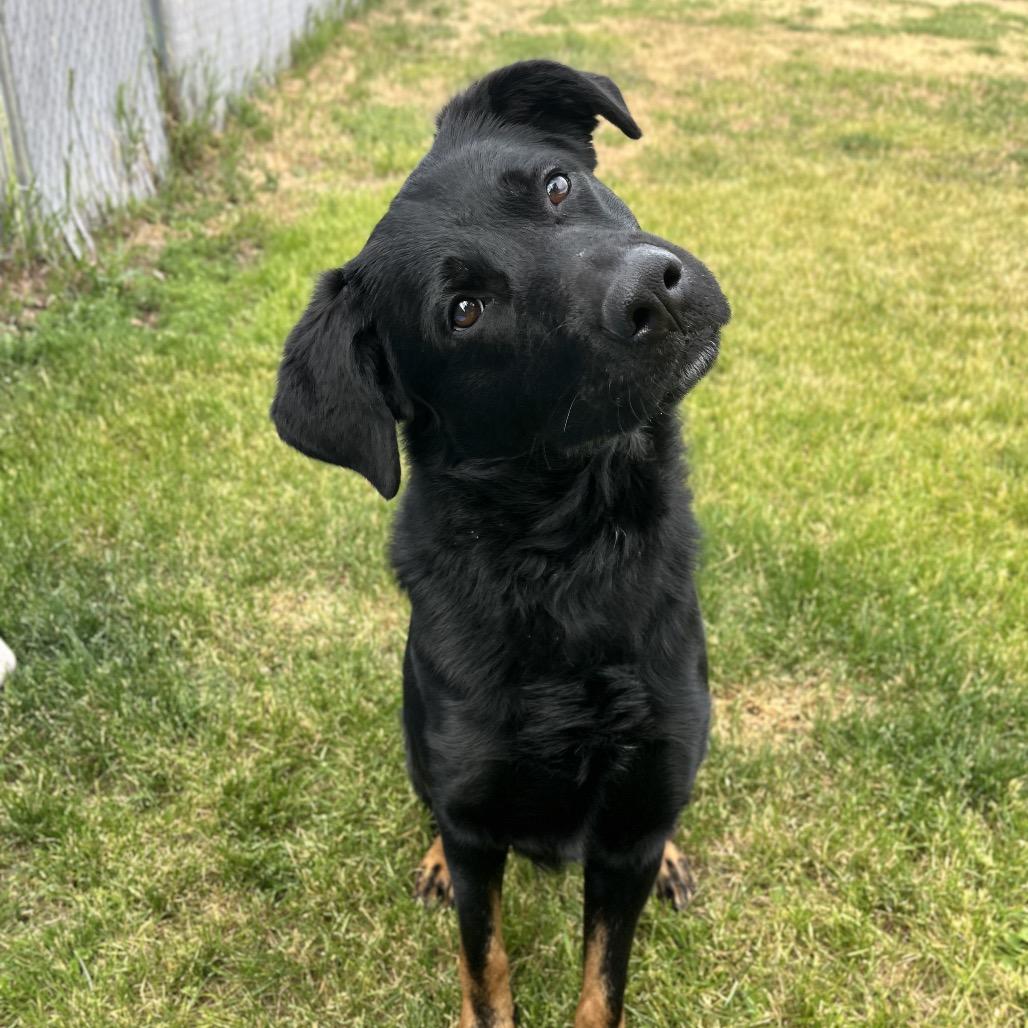 Enlarge Smokey, a Adoptable mixed breed in Spokane, WA image 3/6