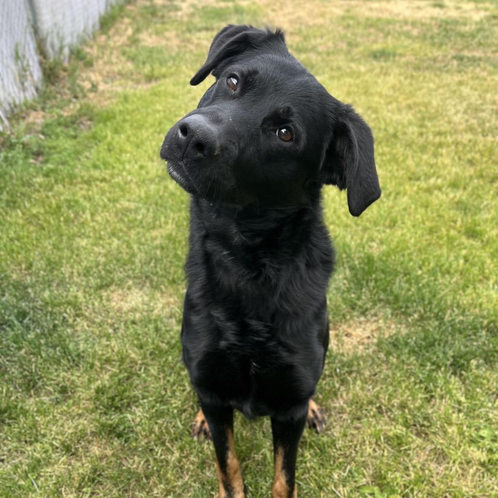 Enlarge Smokey, a Adoptable mixed breed in Spokane, WA image 4/6