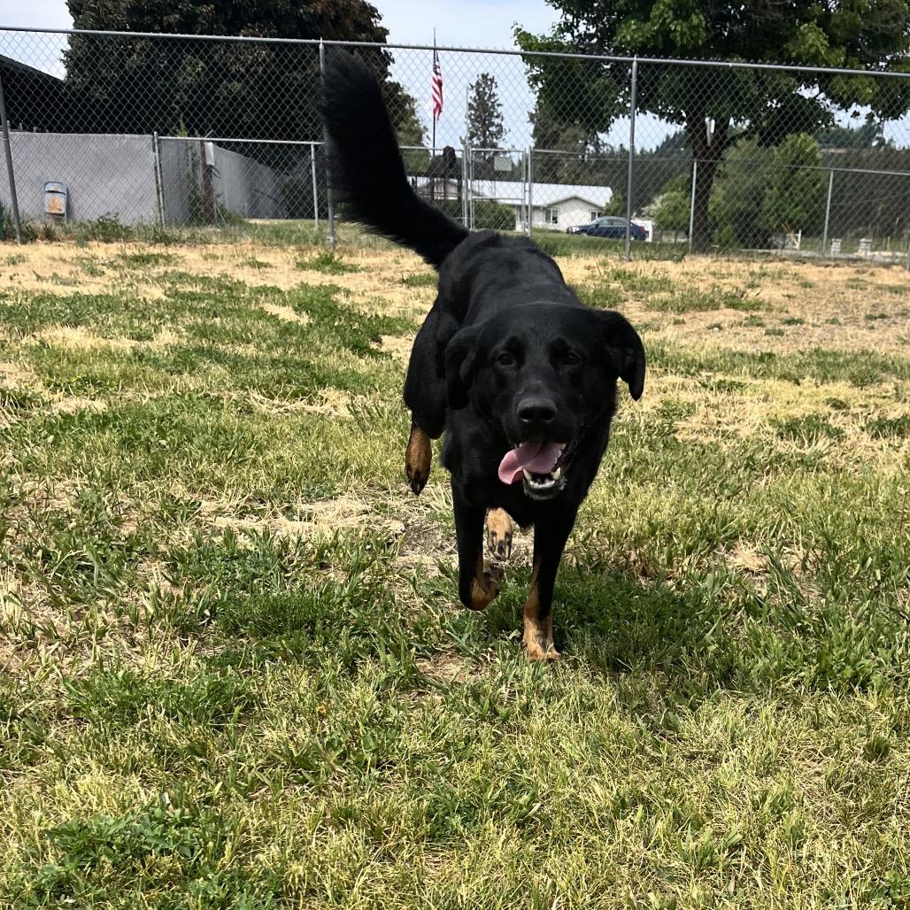 Enlarge Smokey, a Adoptable mixed breed in Spokane, WA image 5/6