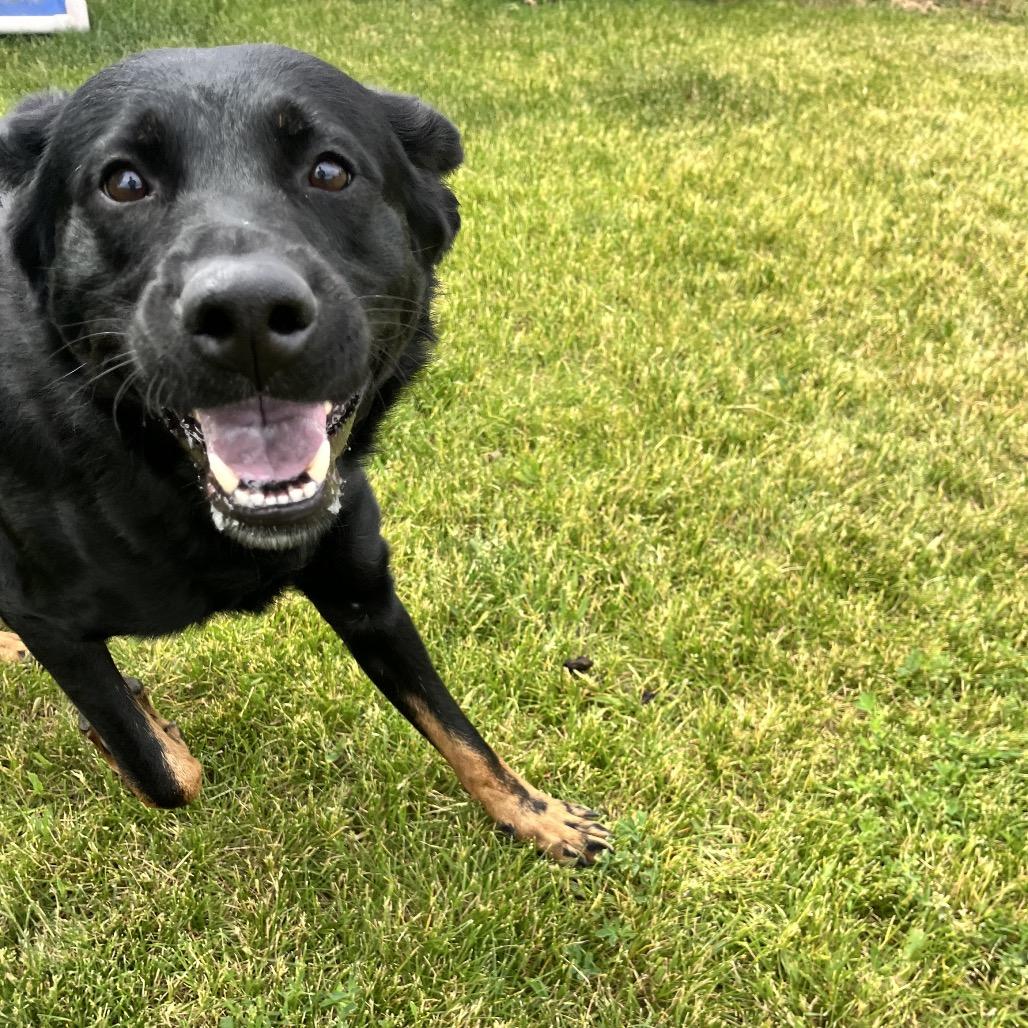 Enlarge Smokey, a Adoptable mixed breed in Spokane, WA image 6/6