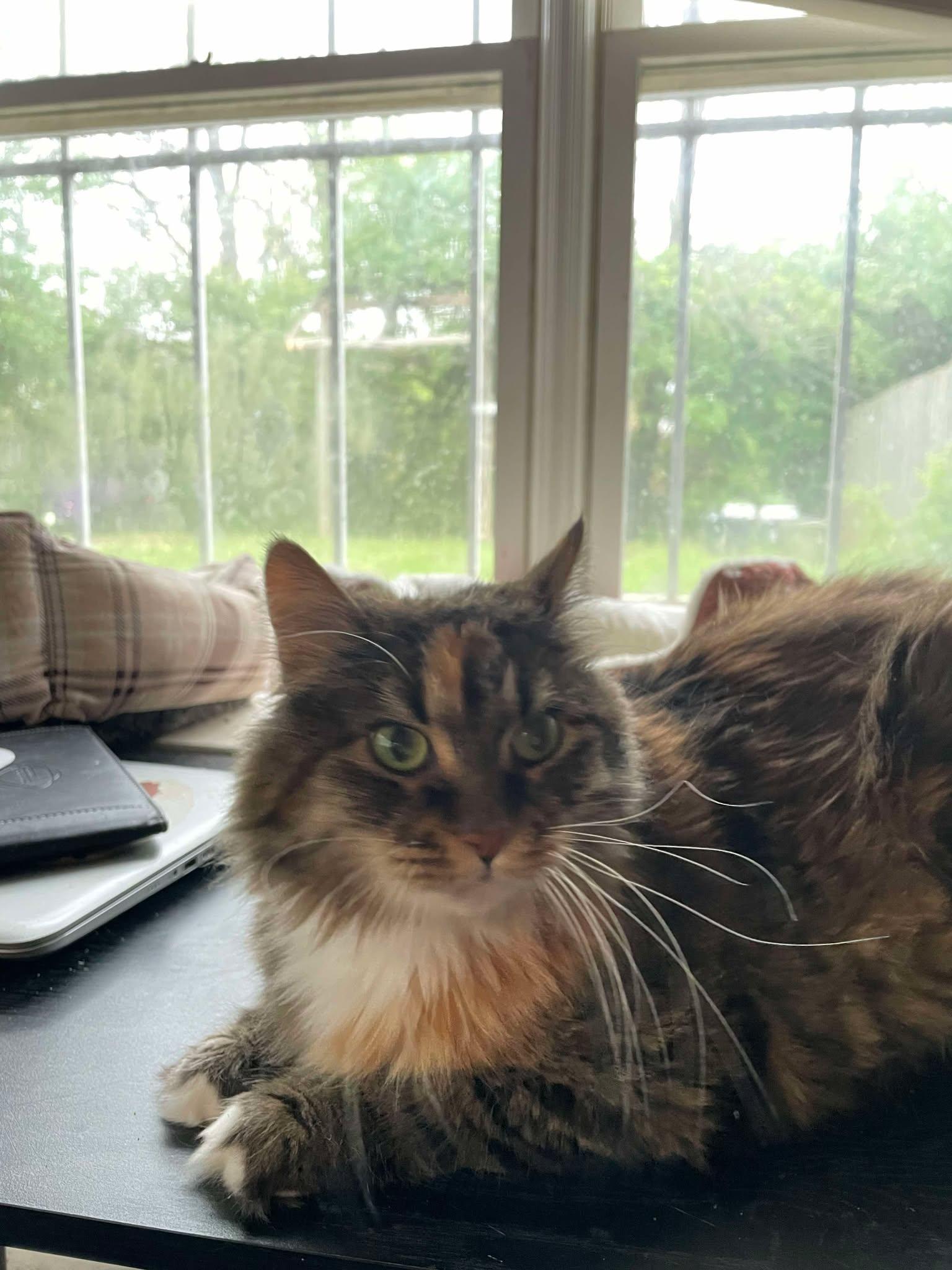 Sugar, Senior Female Domestic Medium Hair