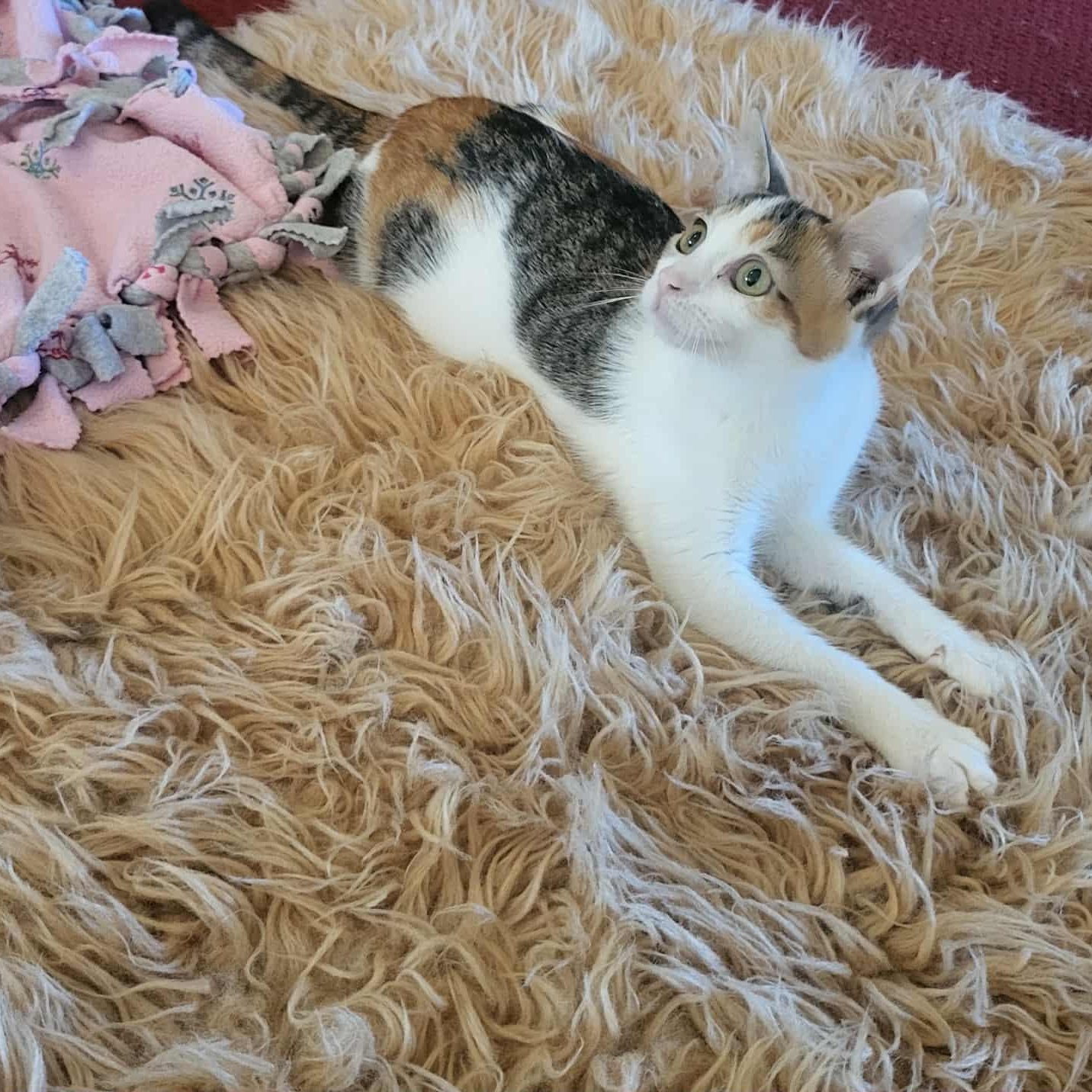 Rita, Adoptable, Young Female Domestic Short Hair.