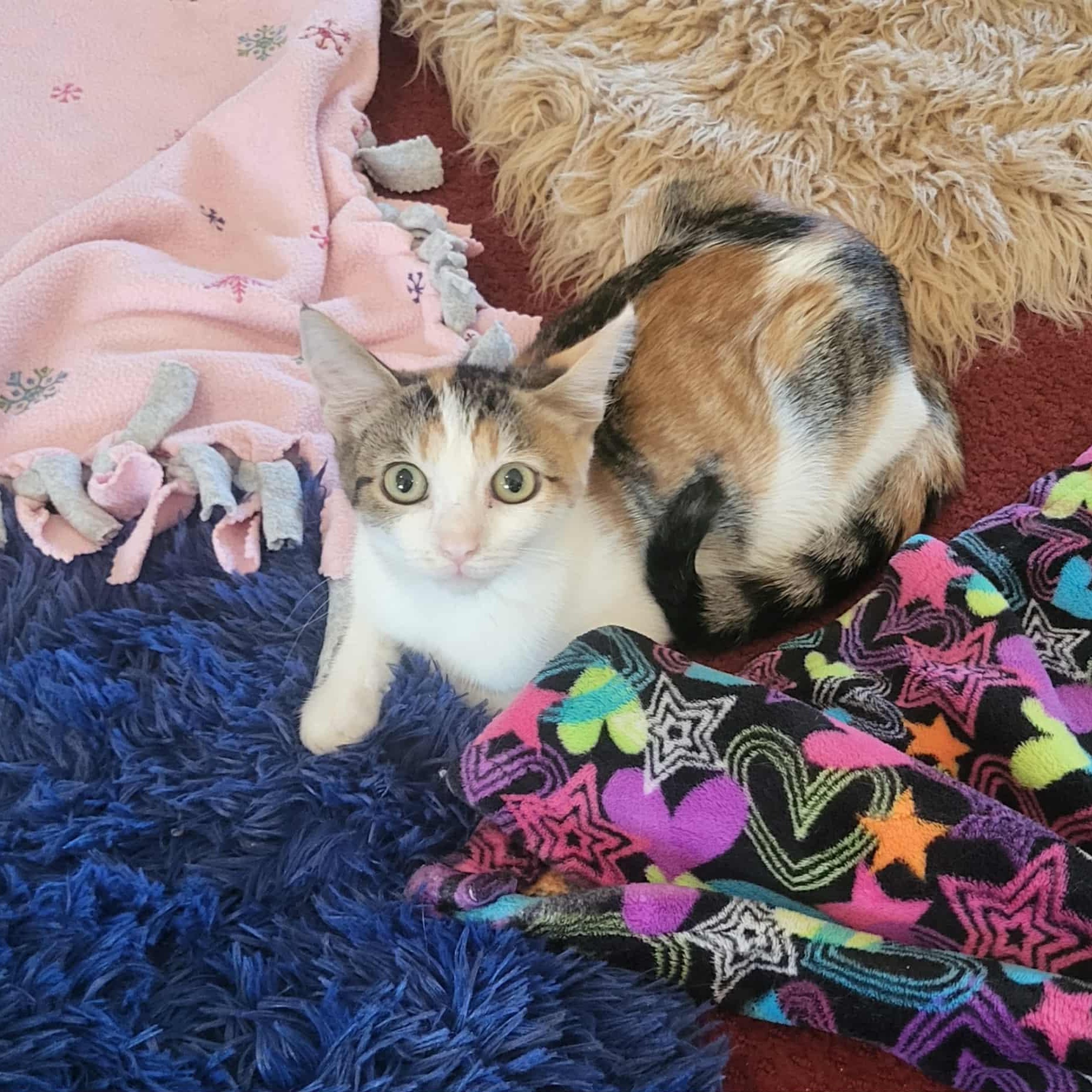 Rita, a Adoptable Domestic Short Hair in Greensburg, PA image 2/3