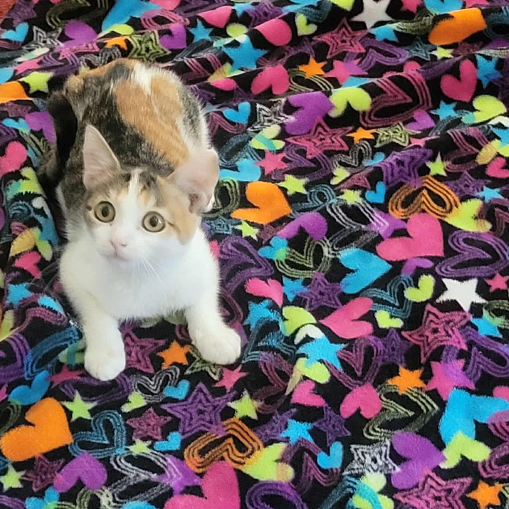 Rita, a Adoptable Domestic Short Hair in Greensburg, PA image 3/3