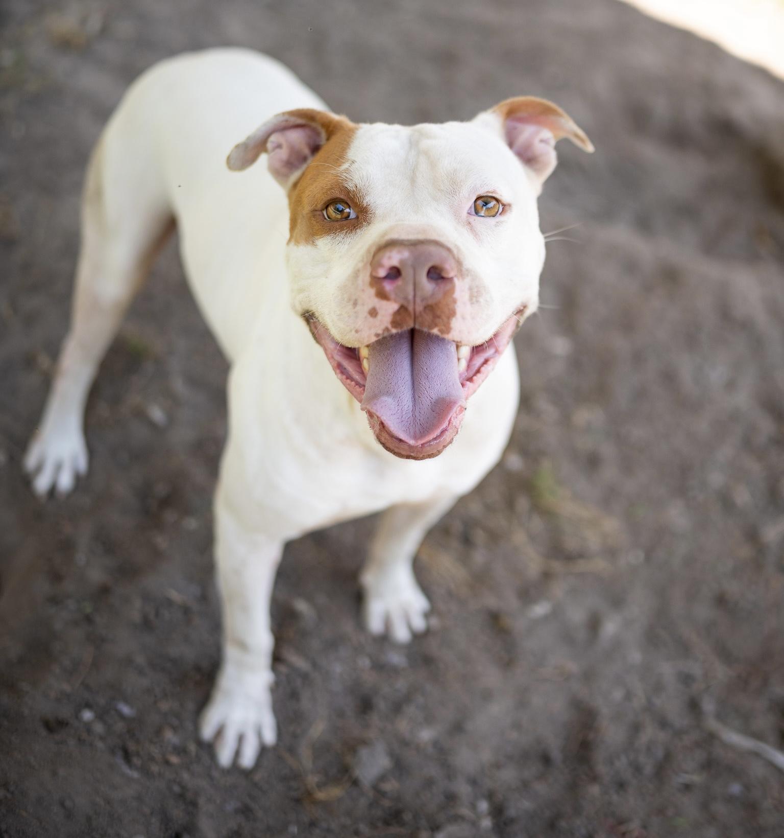 North, Adult Male American Bulldog