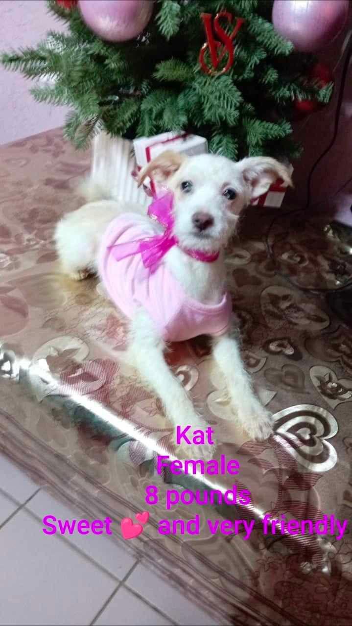 Kat, Adopted, Puppy Female Terrier.