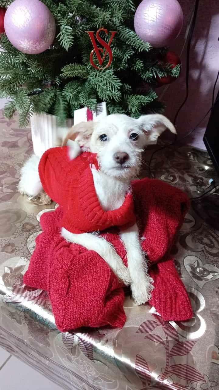 Kat, a Adopted Terrier image 2/3