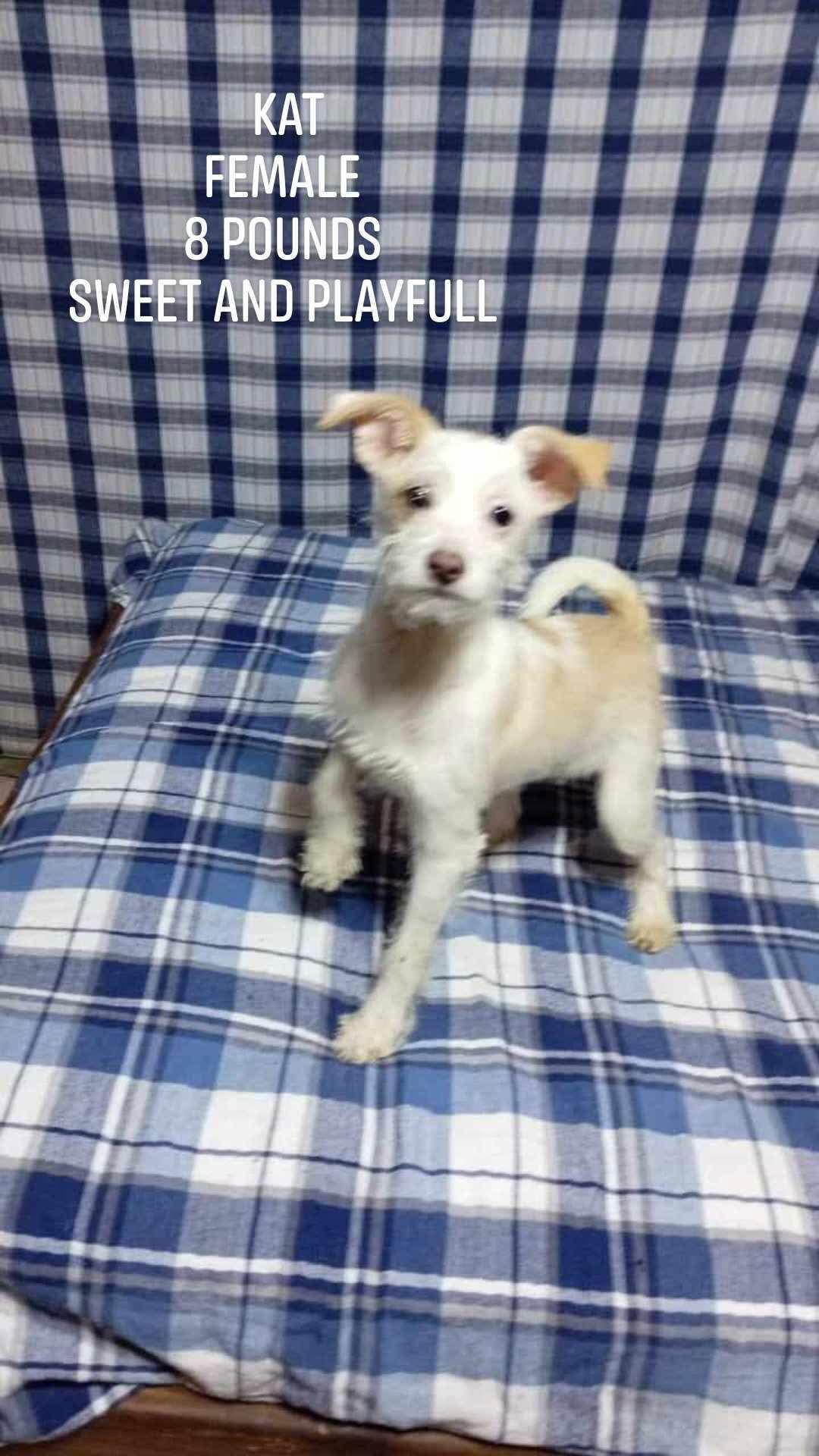 Kat, a Adopted Terrier image 3/3