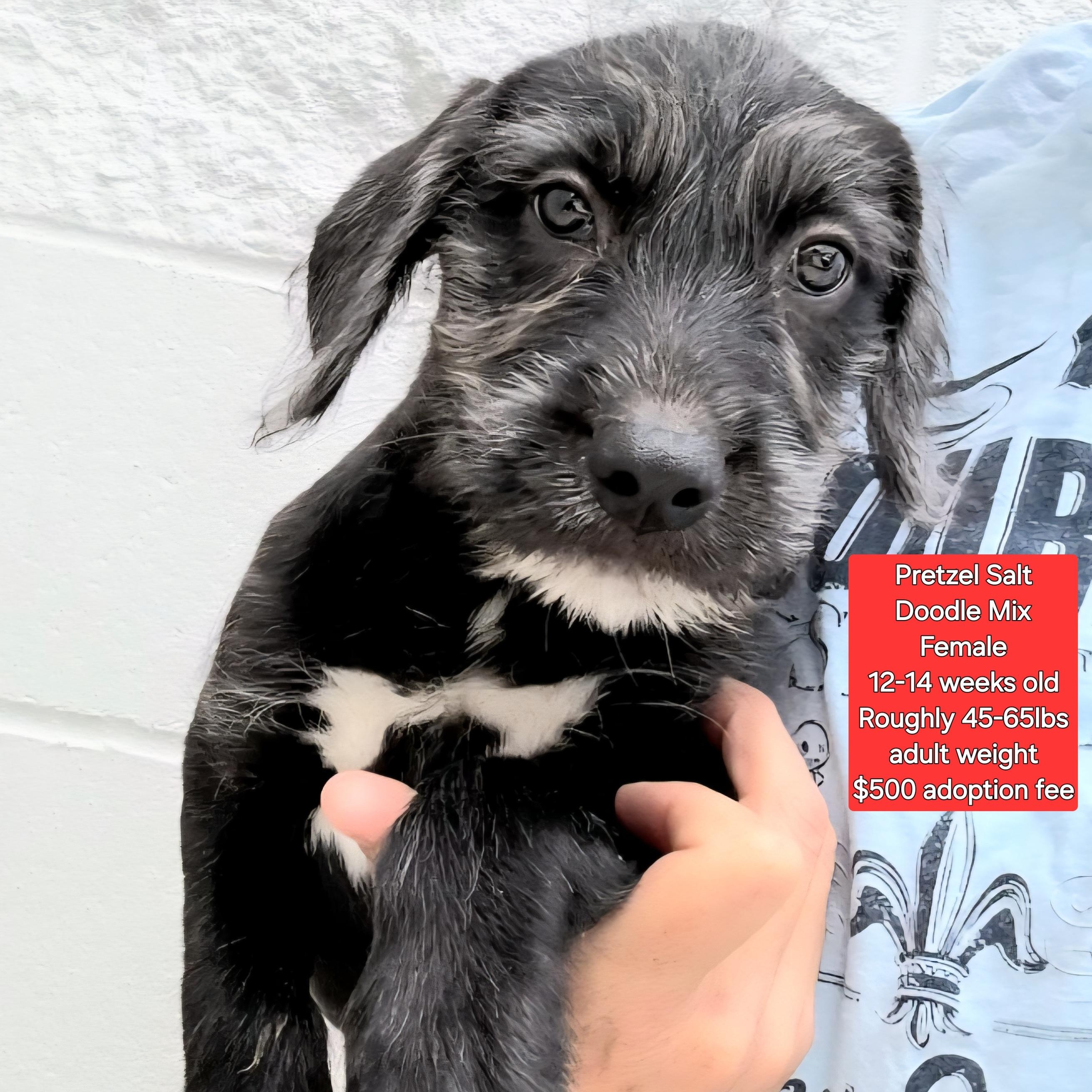 Pretzel Salt, an adoptable Labradoodle in Oviedo, FL, 32762 | Photo Image 1