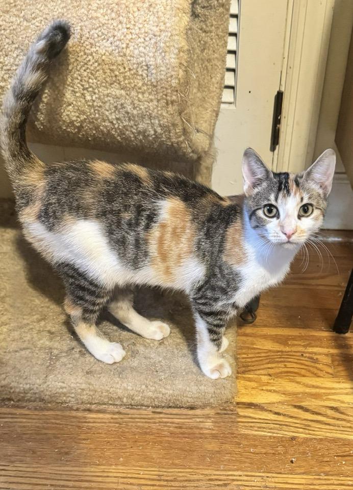 Twix, adopted, Young Female Calico.