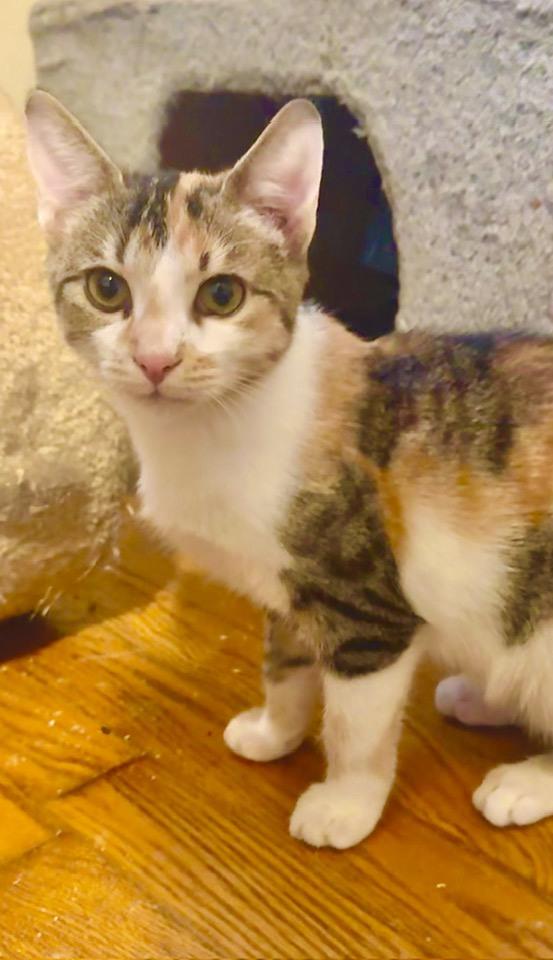 Enlarge Twix, an adopted Calico in Columbia, SC image 2/3