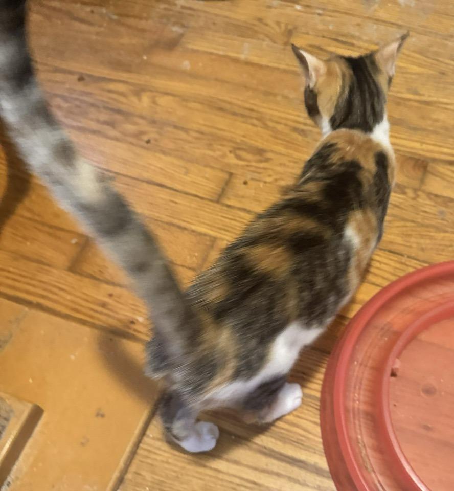 Enlarge Twix, an adopted Calico in Columbia, SC image 3/3
