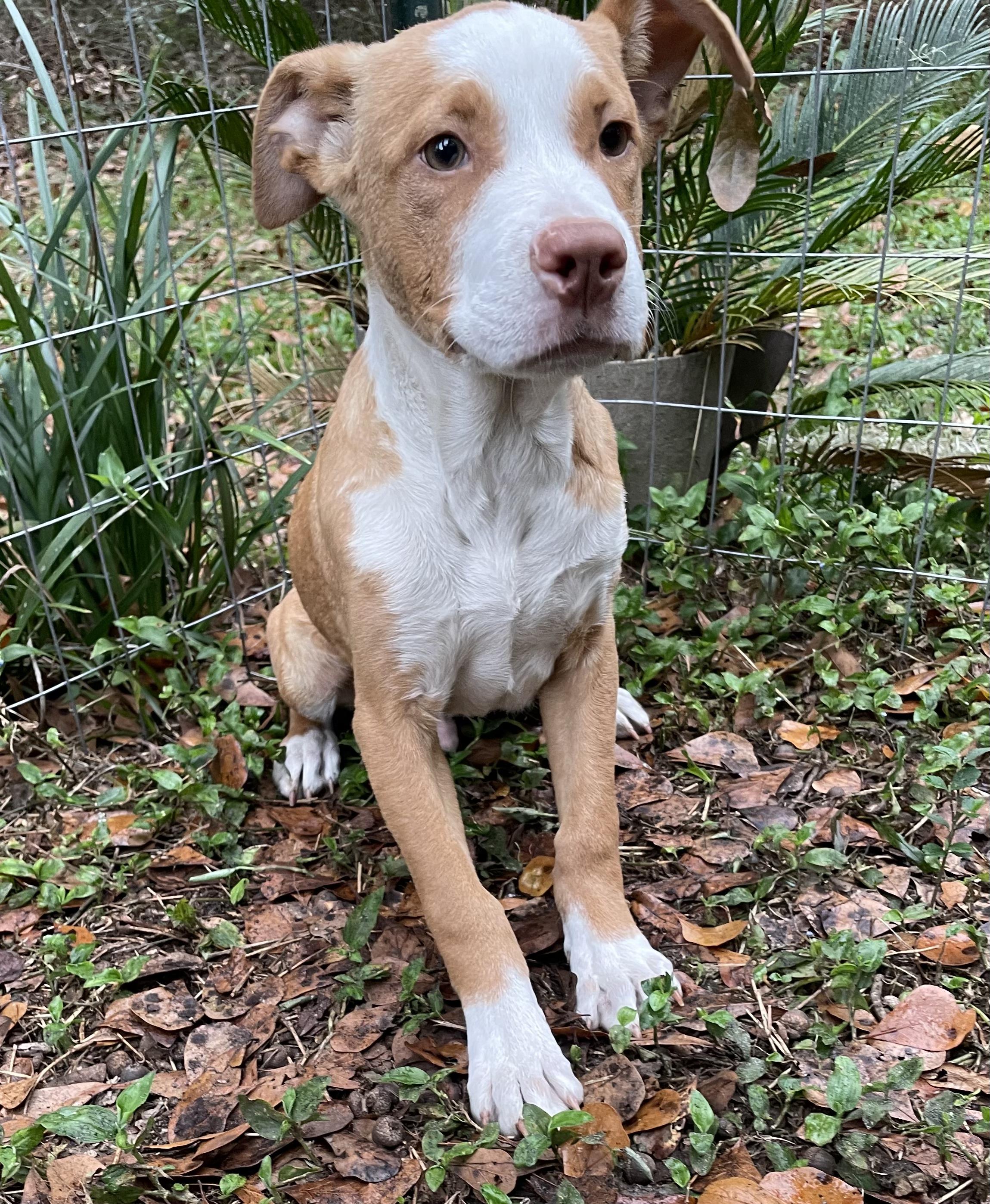 Ziggy , a ADOPTABLE American Staffordshire Terrier in Saint Augustine, FL image 1/2