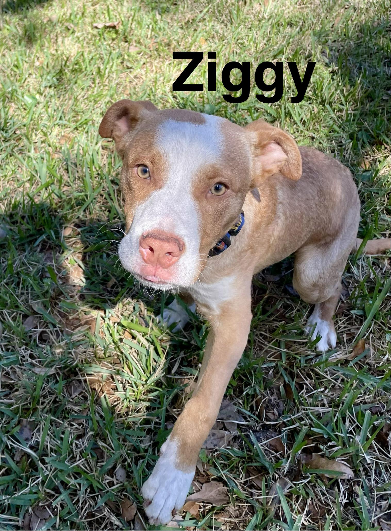 Ziggy , a ADOPTABLE American Staffordshire Terrier in Saint Augustine, FL image 2/2
