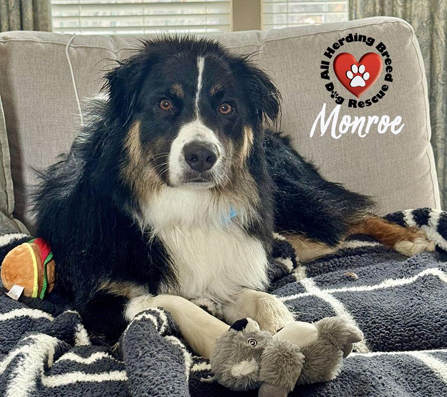Enlarge Monroe , a ADOPTABLE Australian Shepherd in Joliet, IL image 3/4
