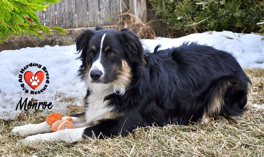 Enlarge Monroe , a ADOPTABLE Australian Shepherd in Joliet, IL image 2/4