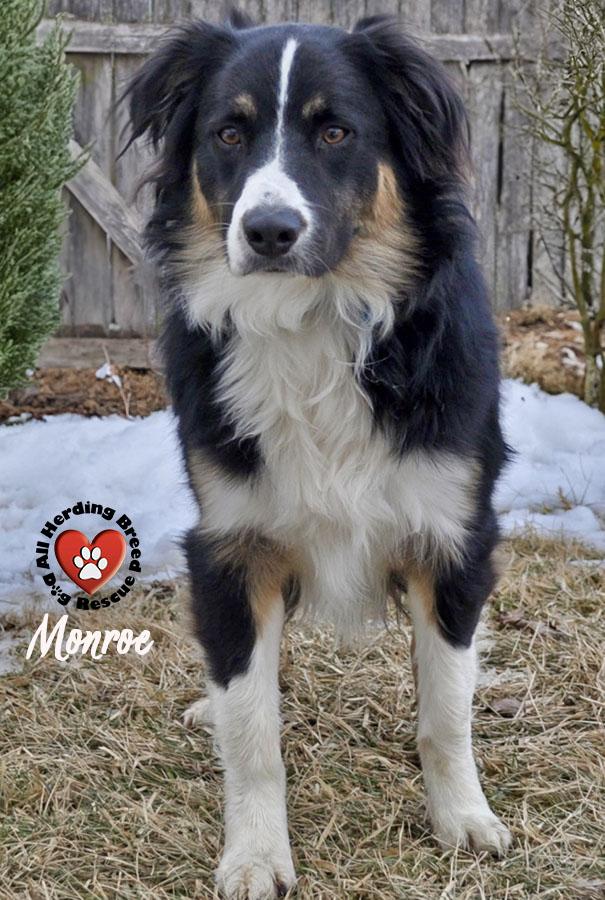 Enlarge Monroe , a ADOPTABLE Australian Shepherd in Joliet, IL image 4/4