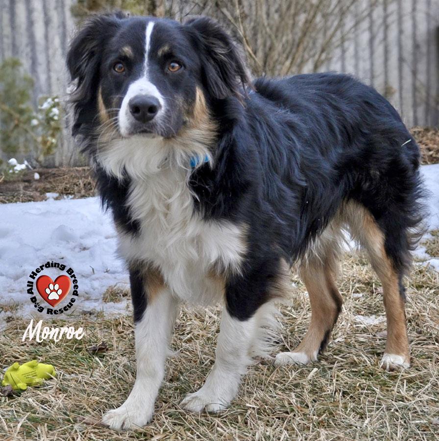 Enlarge Monroe , a ADOPTABLE Australian Shepherd in Joliet, IL image 1/4