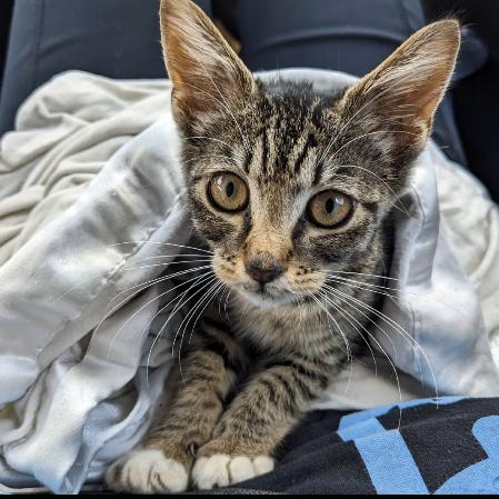 Fiddlesticks, Adoptable, Kitten Female Domestic Short Hair.