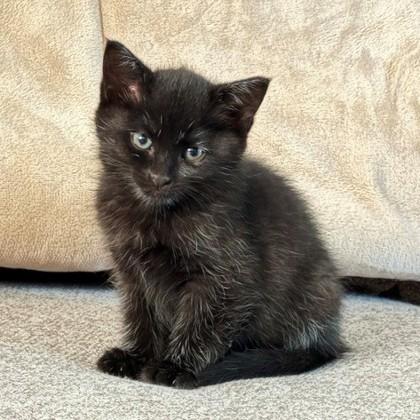 Enlarge Lucy, a Adoptable mixed breed in Wheaton, IL image 2/3