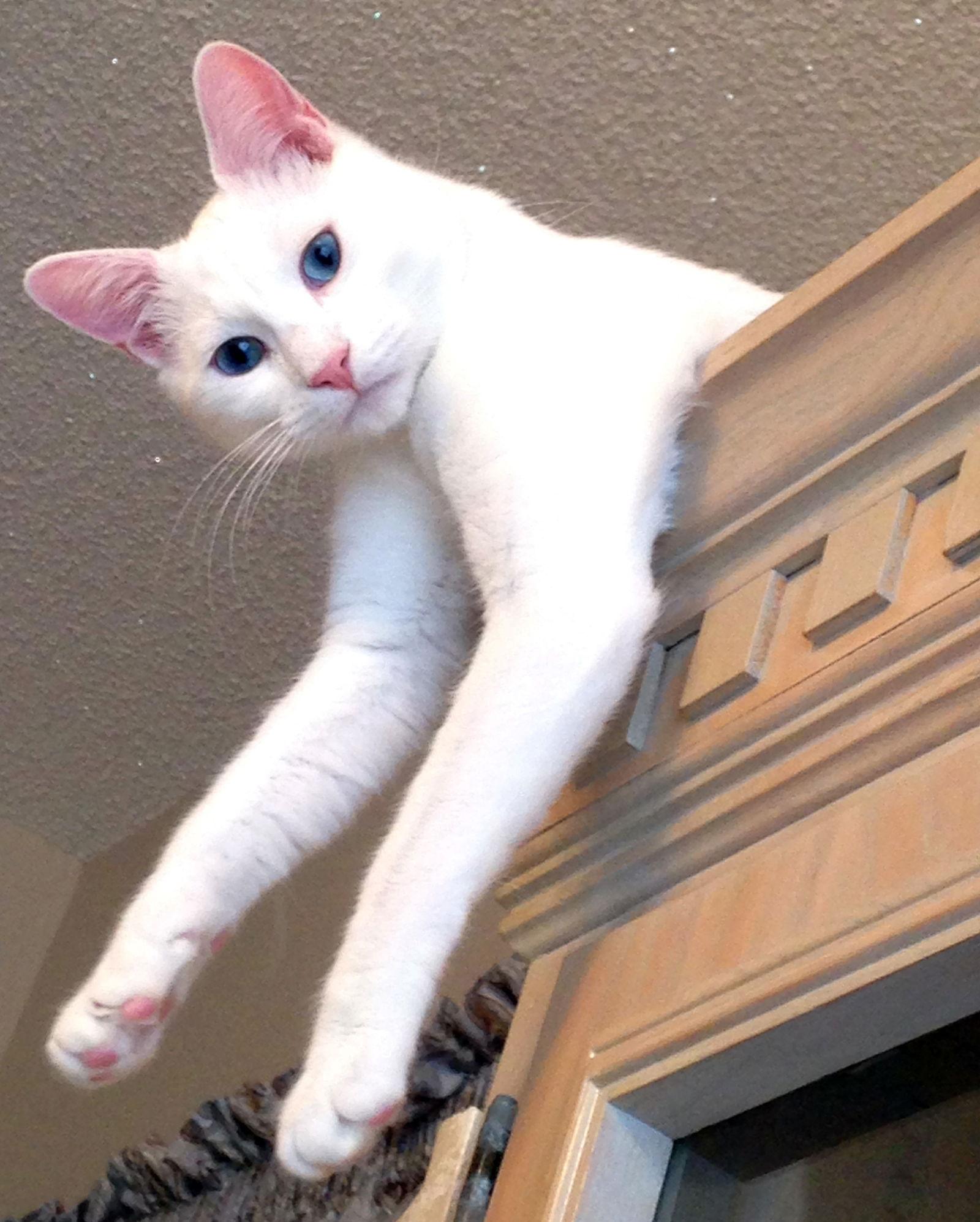 Enlarge Eli, a Adoptable Domestic Short Hair in Alvin, TX image 2/6