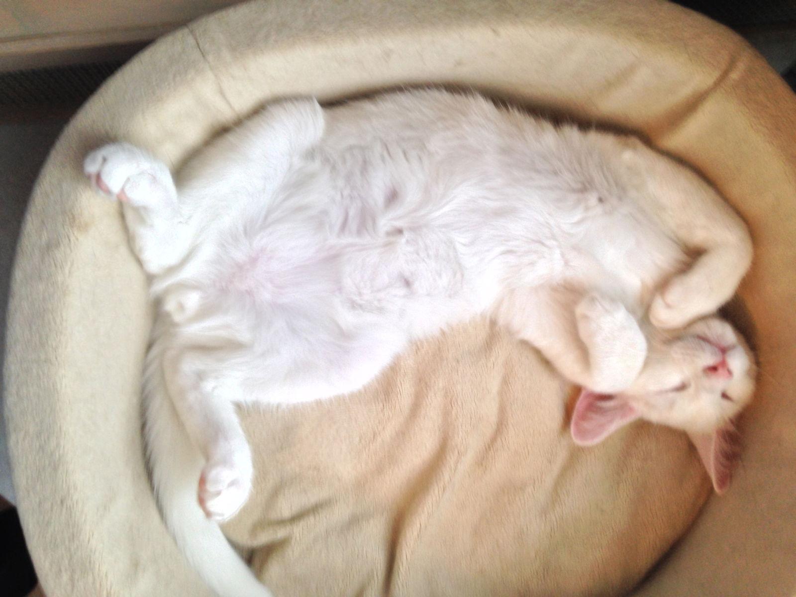 Enlarge Eli, a Adoptable Domestic Short Hair in Alvin, TX image 3/6