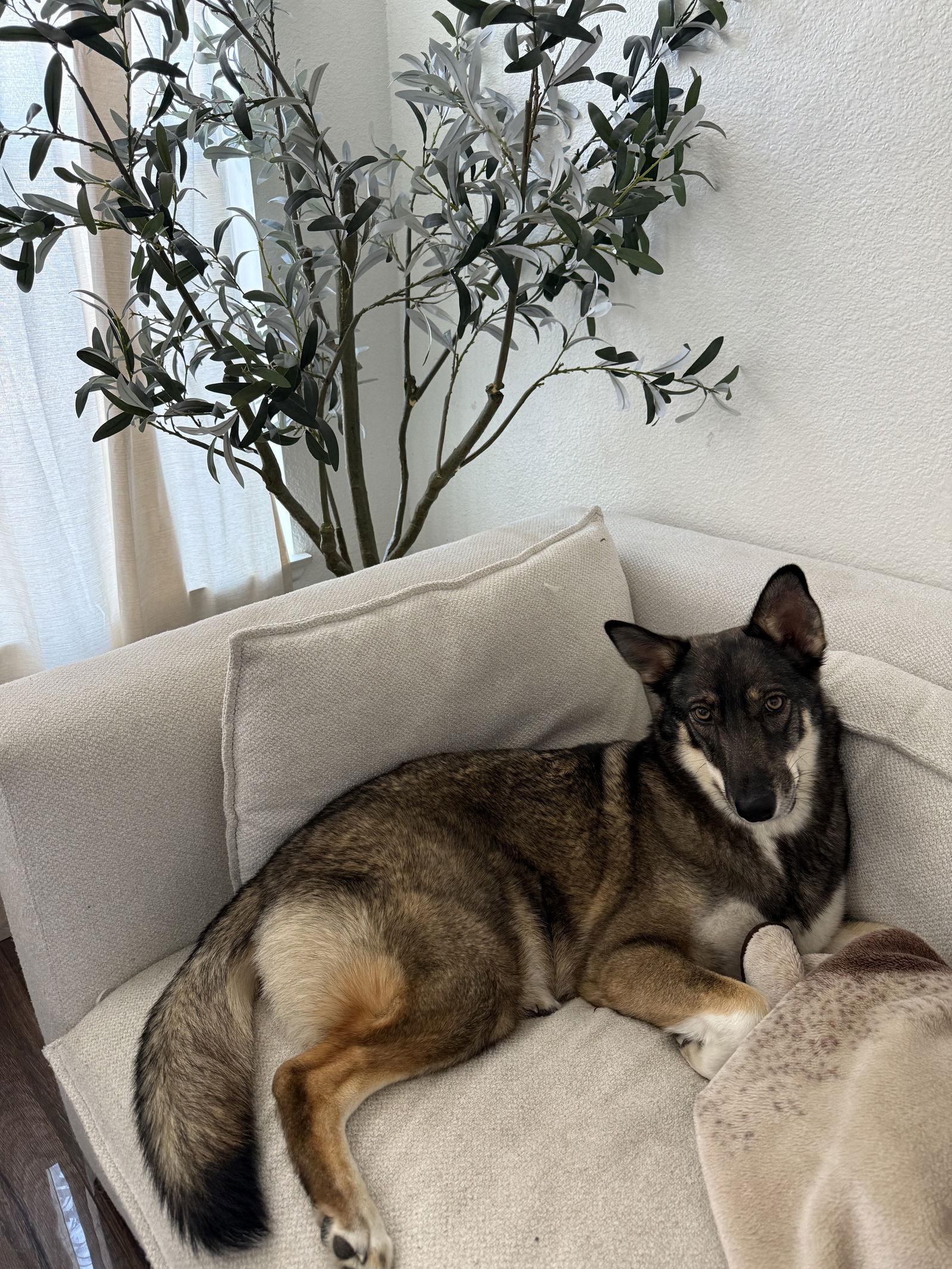 Sky courtesy post!, Adoptable, Adult Female Australian Shepherd & German Shepherd Dog.