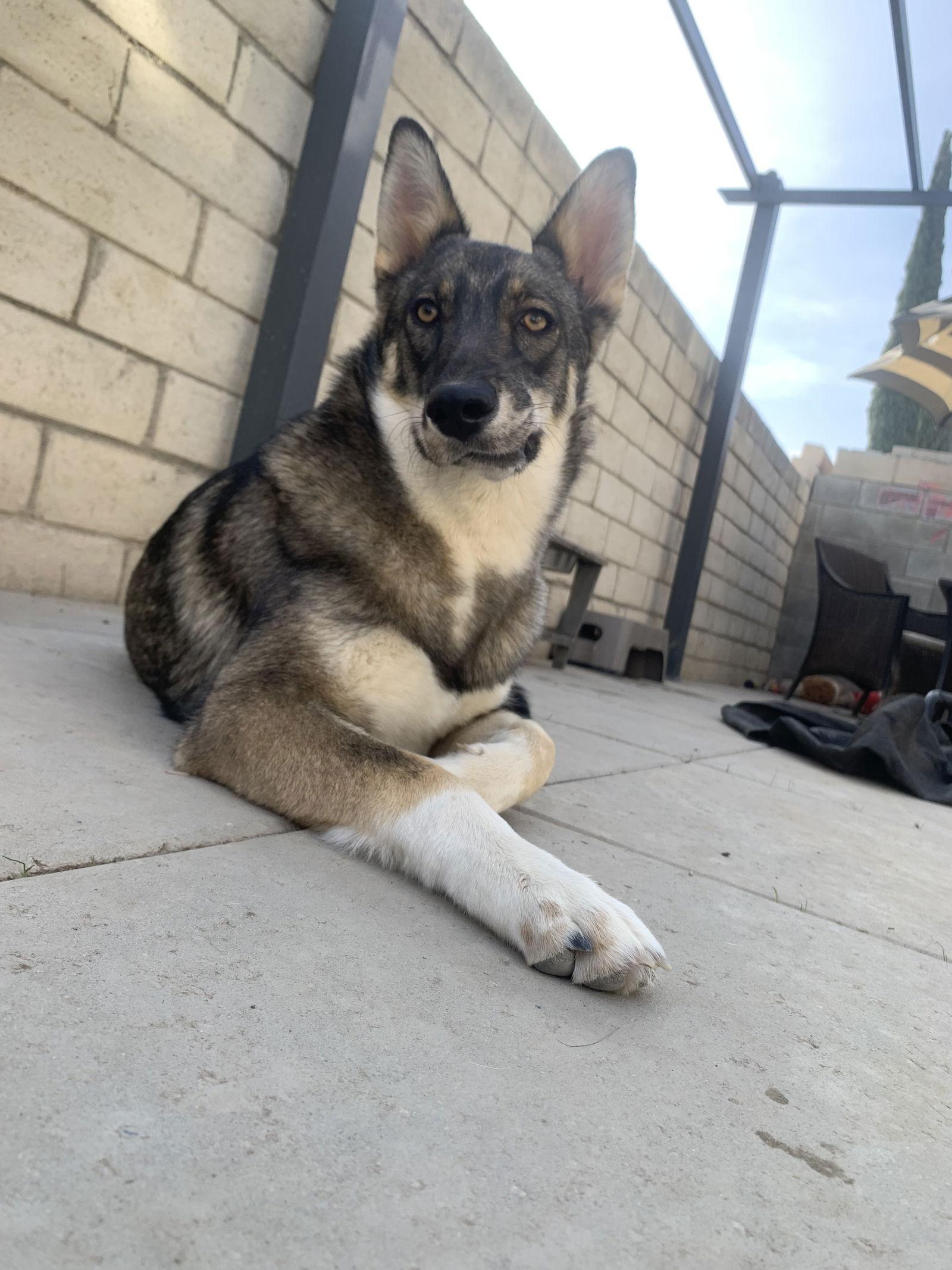 Enlarge Sky courtesy post!, a Adoptable mixed breed in Capistrano Beach, CA image 2/3