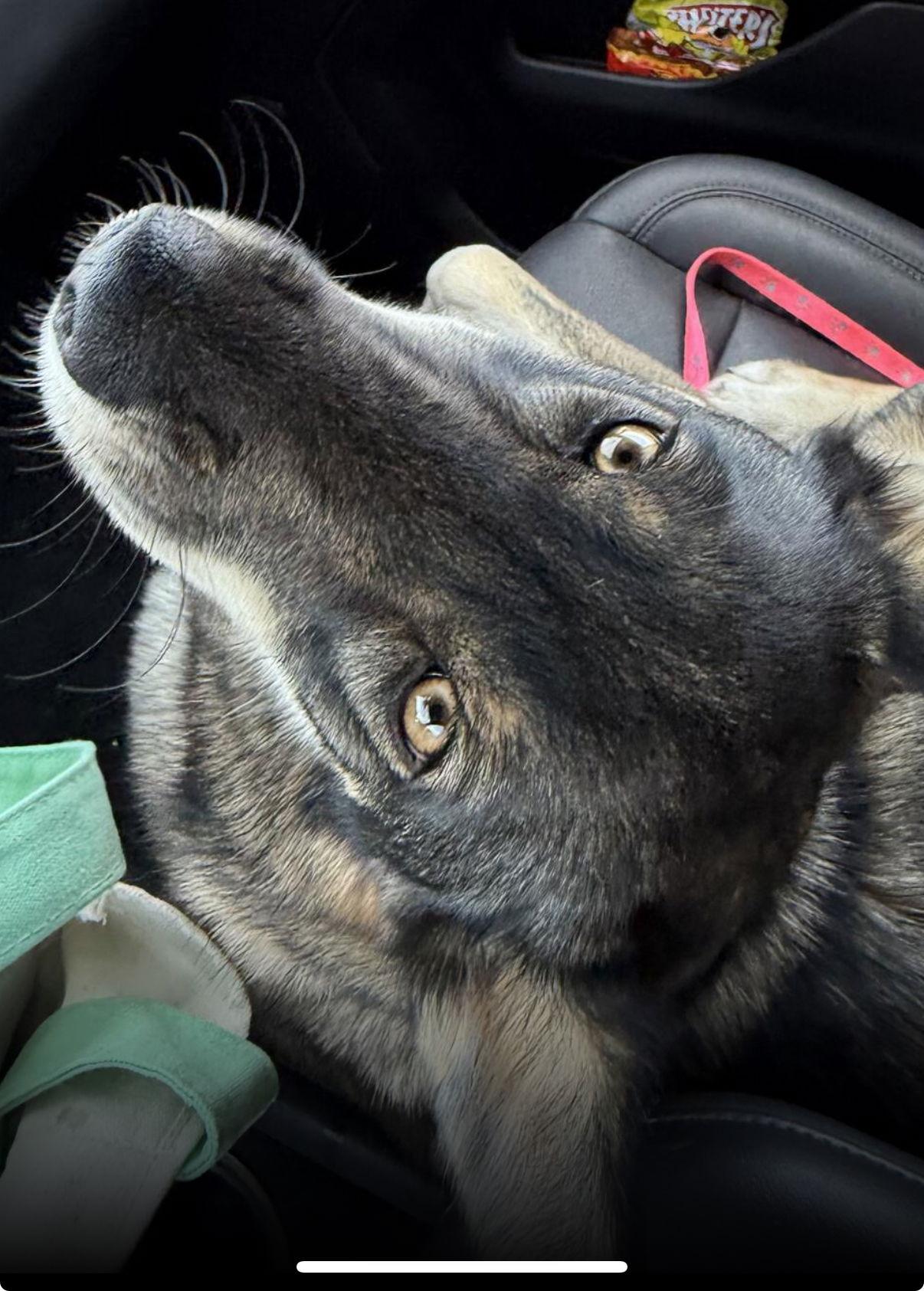 Enlarge Sky courtesy post!, a Adoptable mixed breed in Capistrano Beach, CA image 3/3