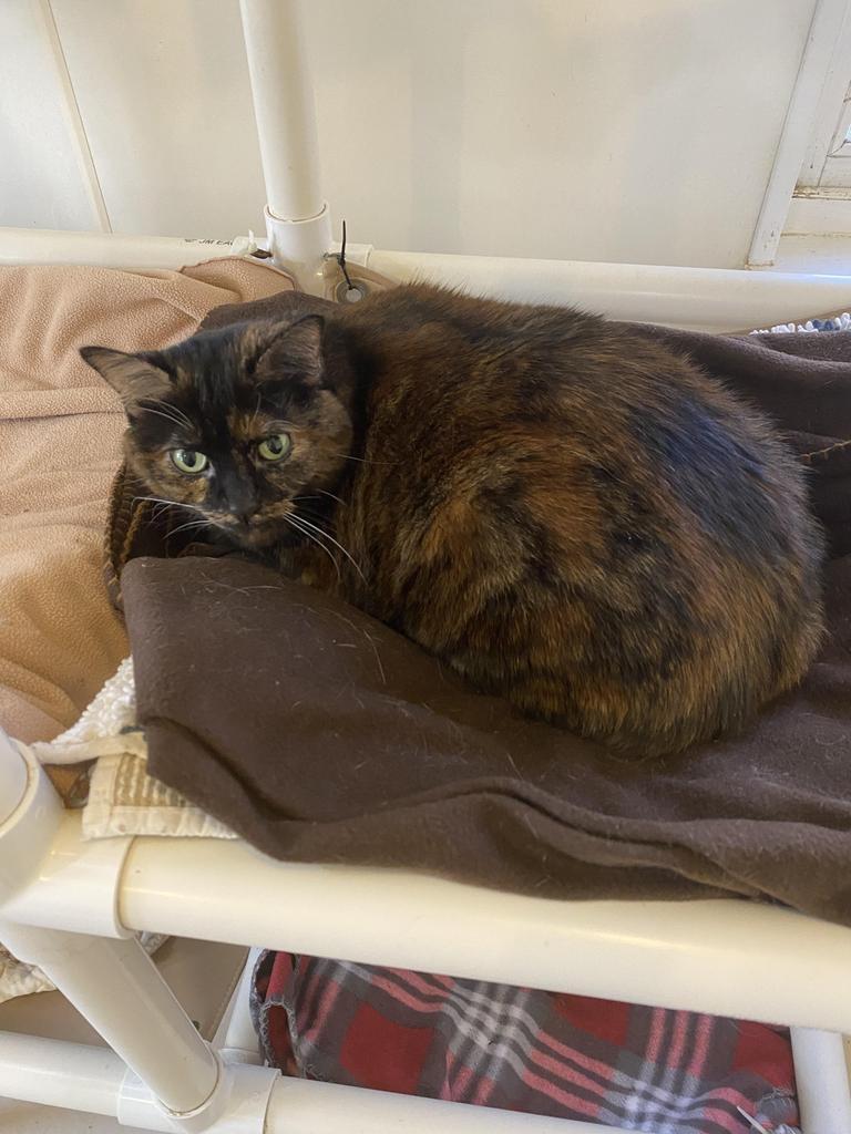 Smokey 2, Adoptable, Senior Female Domestic Short Hair.