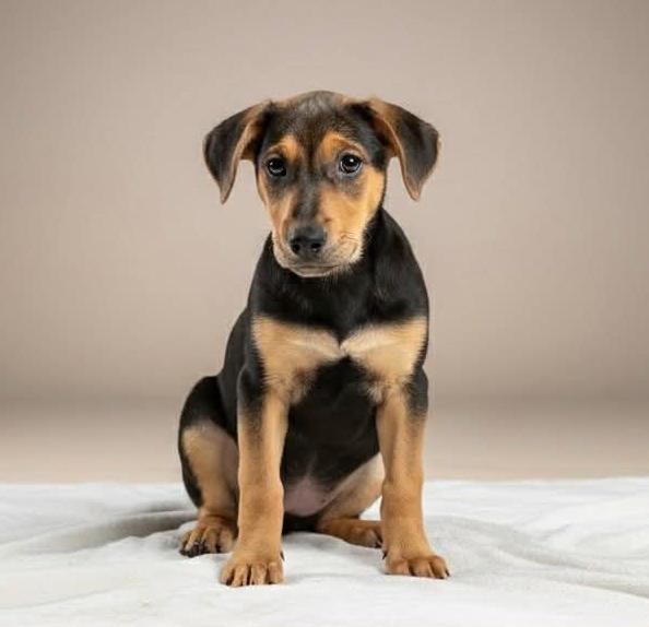 Maverick thumbnail 2