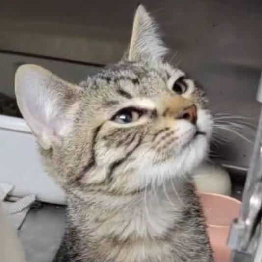 Enlarge Neptune 2025, a Adoptable Domestic Short Hair in South Houston, TX image 1/1