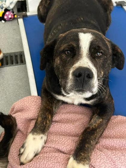 Enlarge Romulus, a Adoptable mixed breed in Spruce Pine, NC image 1/1