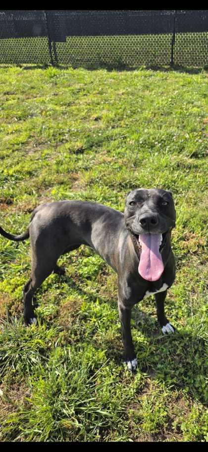 Dara, Adoptable, Adult Female Mixed Breed & Mixed Breed.