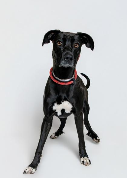 Enlarge Dara, a Adoptable mixed breed in Sevierville, TN image 2/3