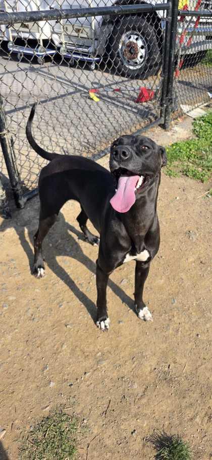 Enlarge Dara, a Adoptable mixed breed in Sevierville, TN image 3/3