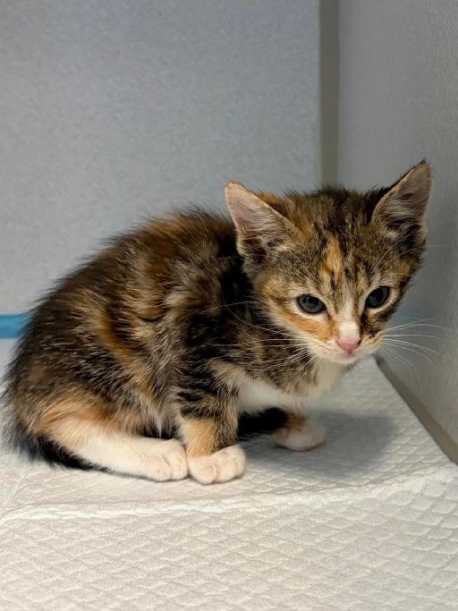 Kagura, Adoptable, Kitten Female Domestic Short Hair.