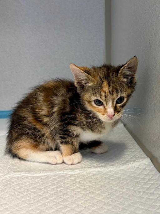 Enlarge Kagura, a Adoptable Domestic Short Hair in Winter Haven, FL image 2/2