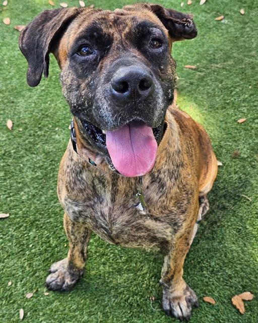 LENNOX, Adoptable, Adult Female Mixed Breed.