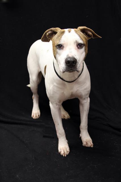 Enlarge WILLIE, a Adoptable mixed breed in Winter Haven, FL image 1/1