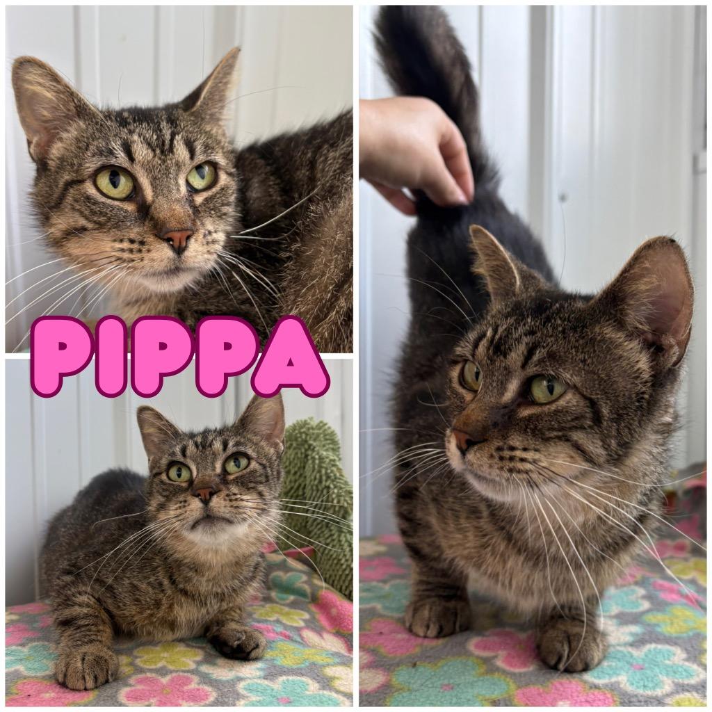 Enlarge Pippa - Fee Waived, a Adoptable mixed breed in Pierceton, IN image 1/2