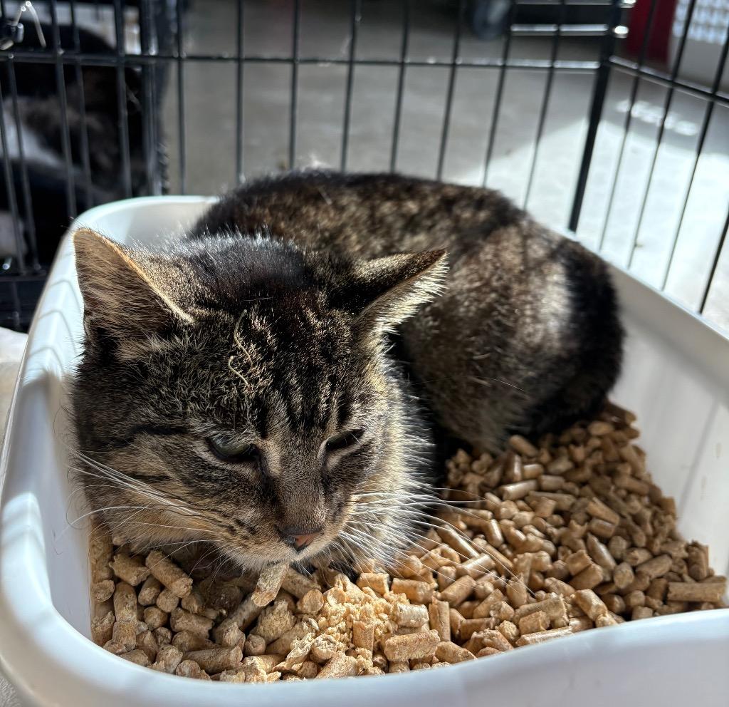 Enlarge Pippa, a Adoptable mixed breed in Pierceton, IN image 2/2