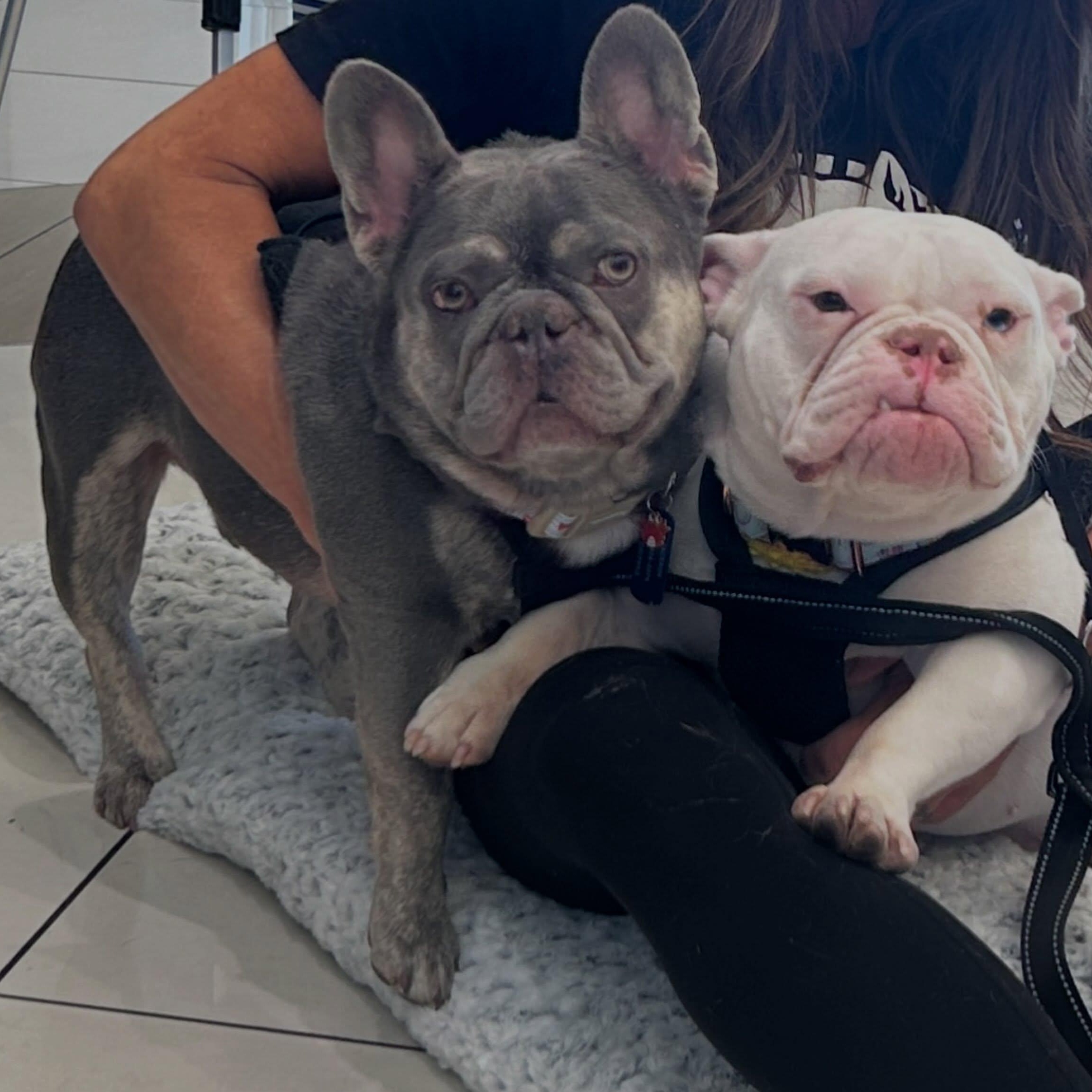 Enlarge Jackson, a Adoptable French Bulldog in Las Vegas, NV image 5/6