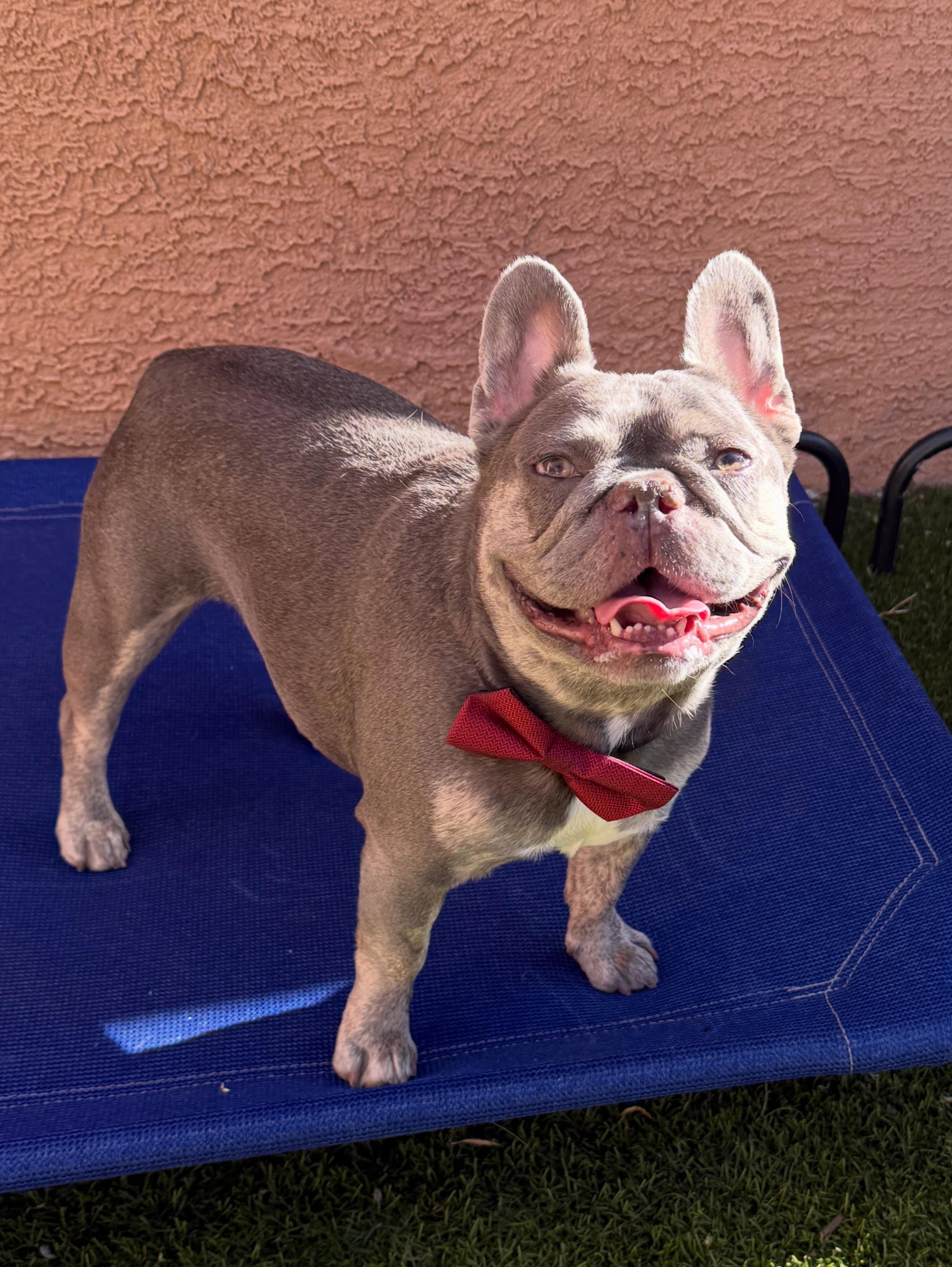 Enlarge Jackson, a Adoptable French Bulldog in Las Vegas, NV image 2/6