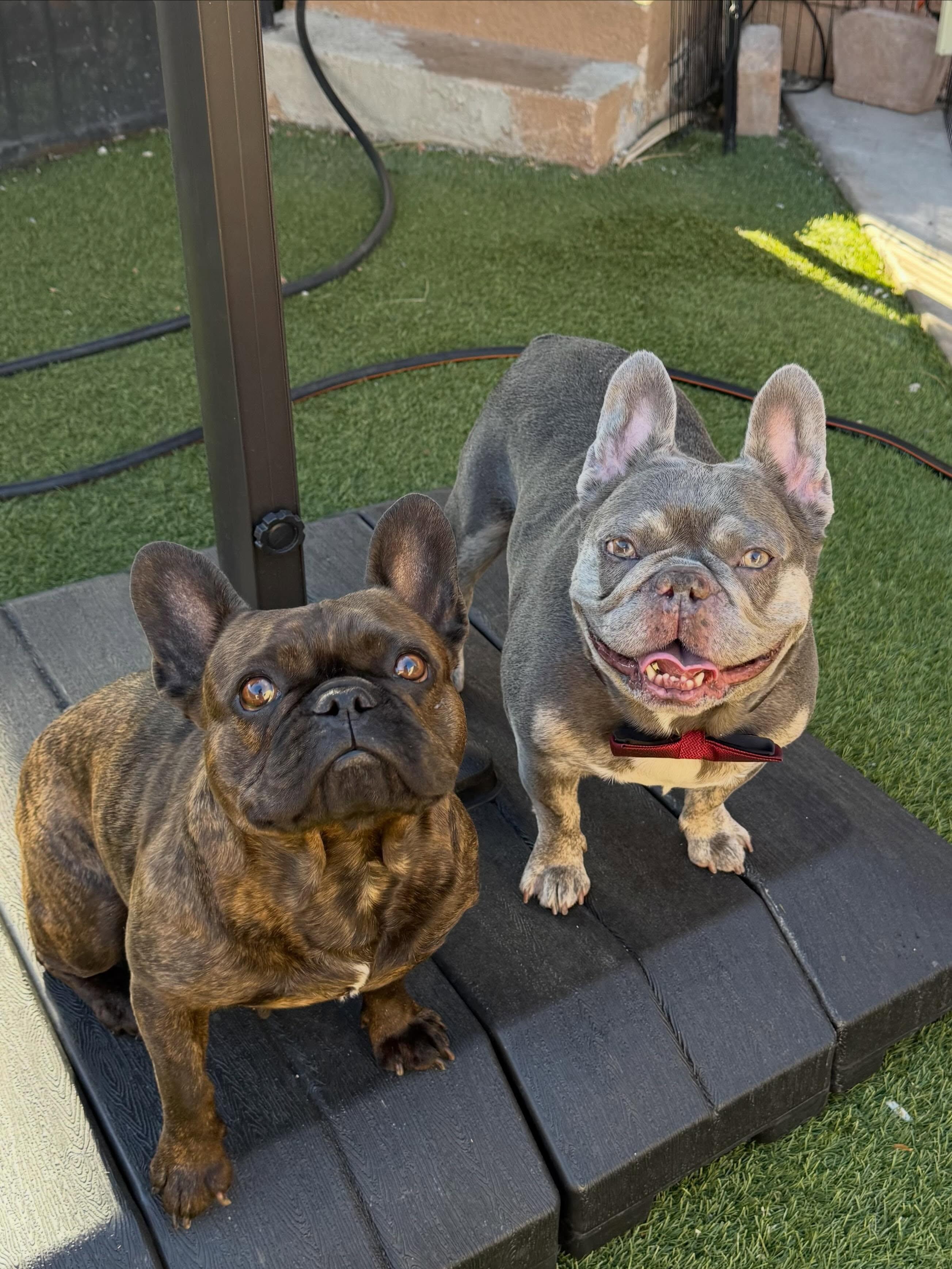Enlarge Jackson, a Adoptable French Bulldog in Las Vegas, NV image 4/6
