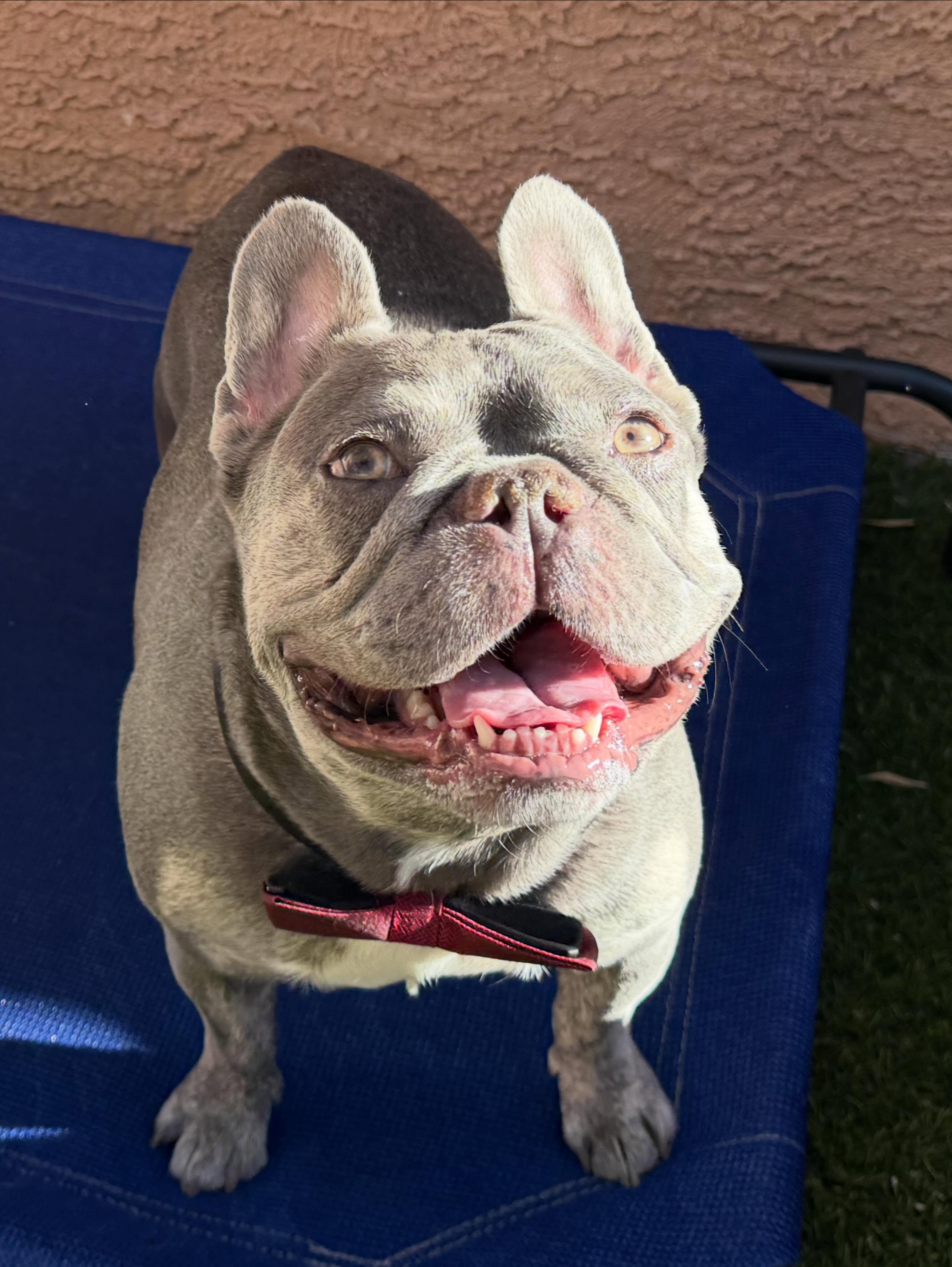 Enlarge Jackson, a Adoptable French Bulldog in Las Vegas, NV image 6/6