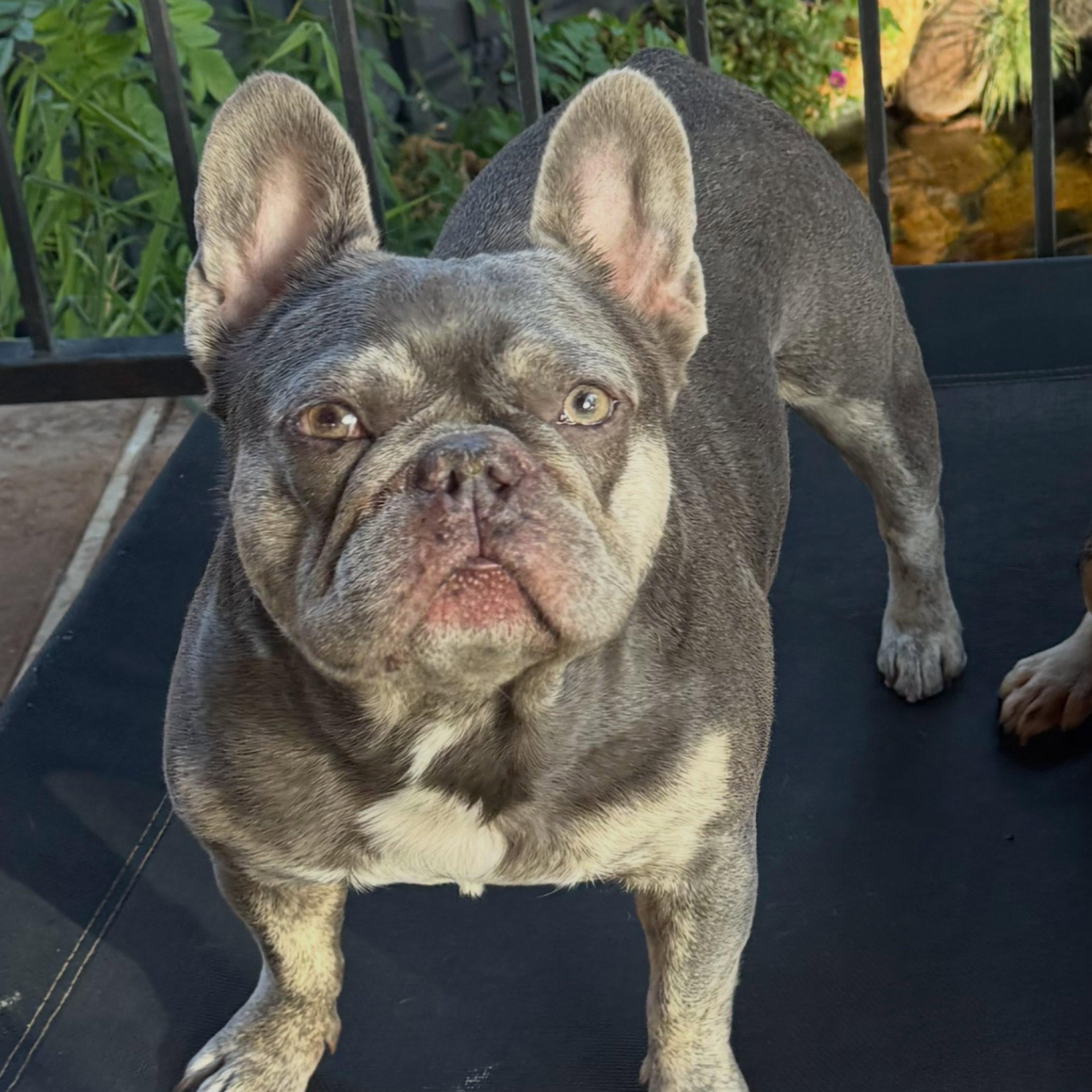 Jackson, Adoptable, Adult Male French Bulldog.