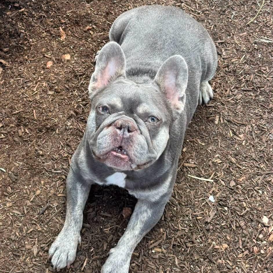 Enlarge Jackson, a Adoptable French Bulldog in Las Vegas, NV image 3/6