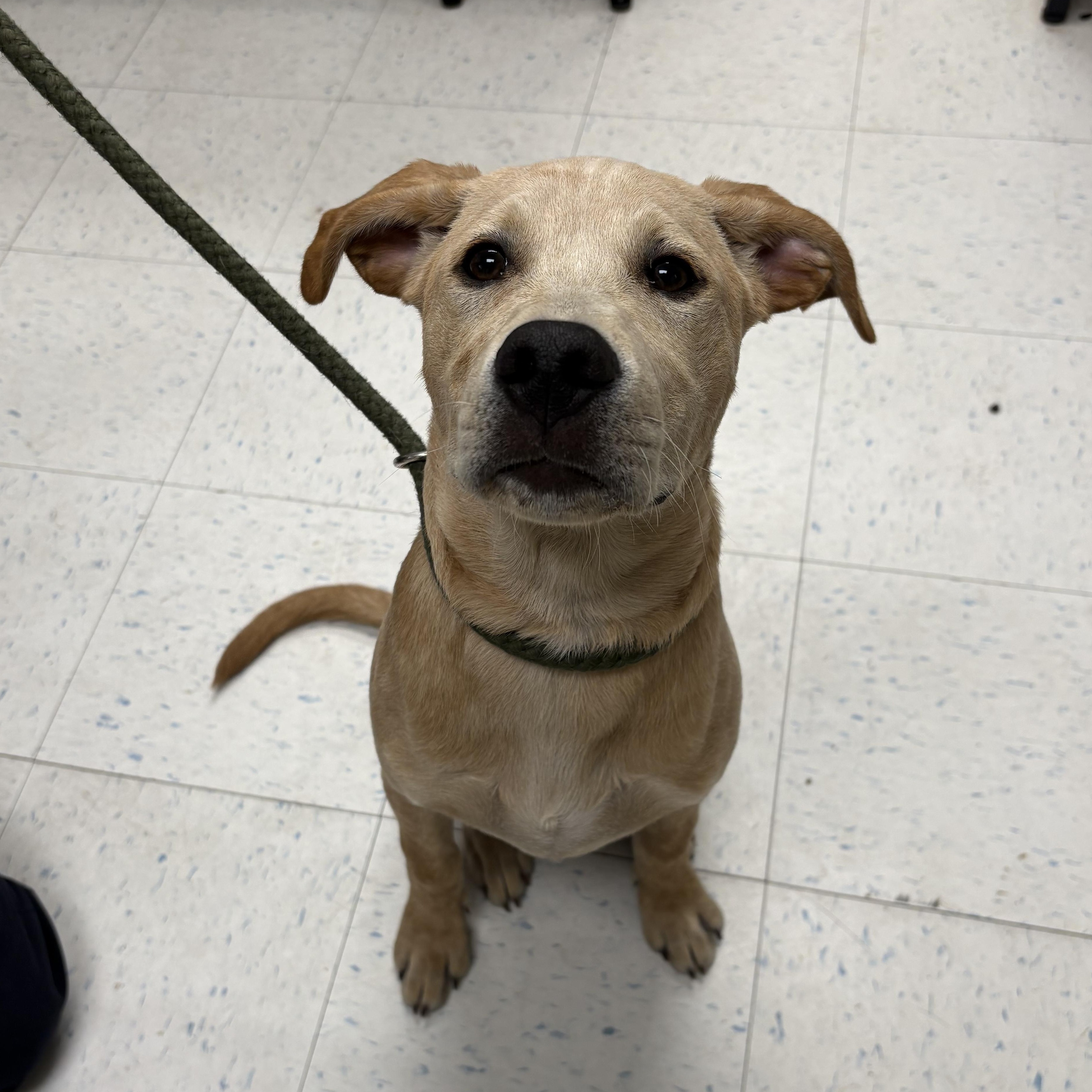 Sparky, Adopted, Young Male Carolina Dog.
